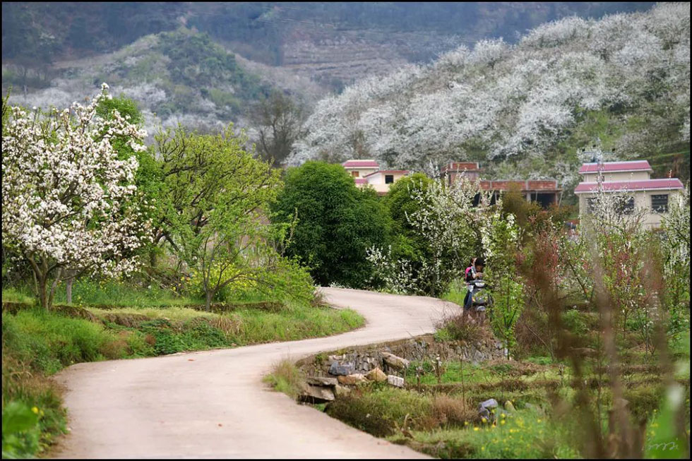 【春天，广西桂林灌阳县向您发出邀请！】我们在灌阳看梨花 - 游山玩水 - 沧州生活社区 - 沧州28生活网 cangzhou.28life.com