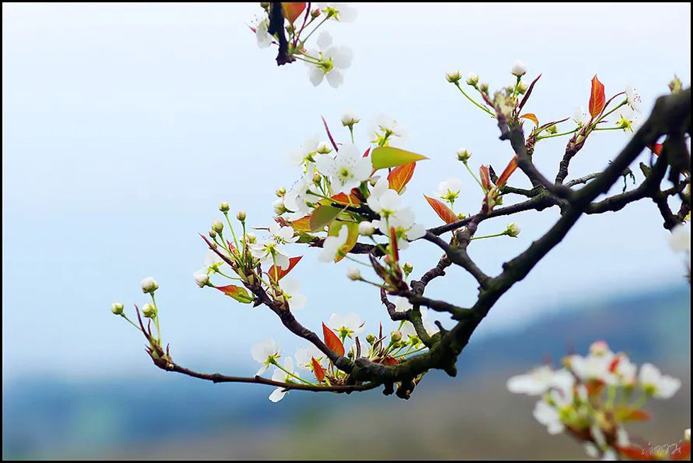 【春天，广西桂林灌阳县向您发出邀请！】我们在灌阳看梨花 - 游山玩水 - 沧州生活社区 - 沧州28生活网 cangzhou.28life.com