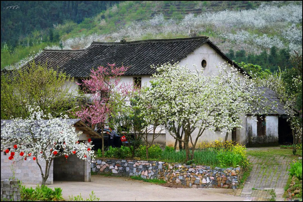 【春天，广西桂林灌阳县向您发出邀请！】我们在灌阳看梨花 - 游山玩水 - 沧州生活社区 - 沧州28生活网 cangzhou.28life.com