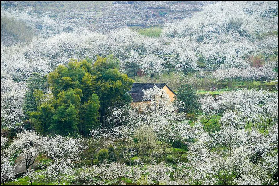 【春天，广西桂林灌阳县向您发出邀请！】我们在灌阳看梨花 - 游山玩水 - 沧州生活社区 - 沧州28生活网 cangzhou.28life.com