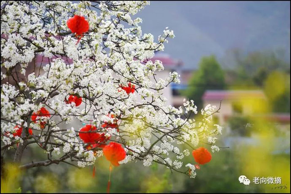 【春天，广西桂林灌阳县向您发出邀请！】我们在灌阳看梨花 - 游山玩水 - 沧州生活社区 - 沧州28生活网 cangzhou.28life.com