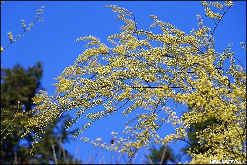 【春天,广西桂林灌阳县向您发出邀请!】米珠山前有片山苍子花在飘香 - 游山玩水 - 沧州生活社区 - 沧州28生活网 cangzhou.28life.com
