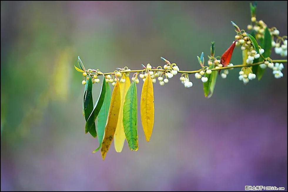 【春天,广西桂林灌阳县向您发出邀请!】米珠山前有片山苍子花在飘香 - 游山玩水 - 沧州生活社区 - 沧州28生活网 cangzhou.28life.com