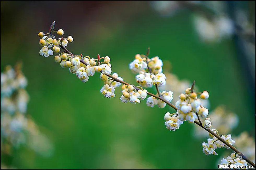 【春天,广西桂林灌阳县向您发出邀请!】米珠山前有片山苍子花在飘香 - 游山玩水 - 沧州生活社区 - 沧州28生活网 cangzhou.28life.com