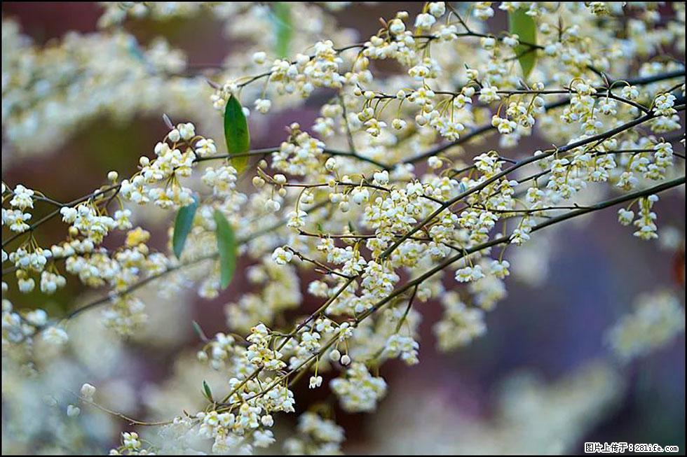 【春天,广西桂林灌阳县向您发出邀请!】米珠山前有片山苍子花在飘香 - 游山玩水 - 沧州生活社区 - 沧州28生活网 cangzhou.28life.com