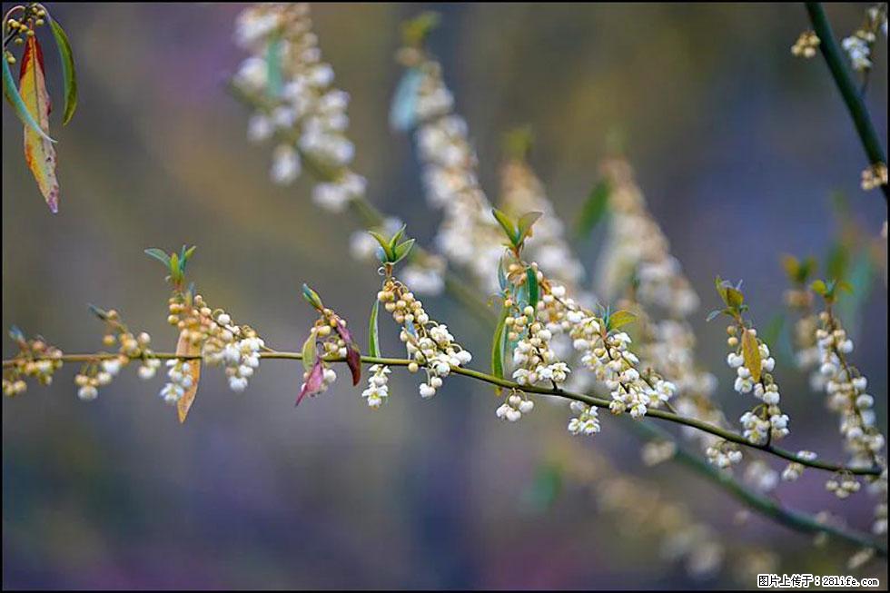 【春天,广西桂林灌阳县向您发出邀请!】米珠山前有片山苍子花在飘香 - 游山玩水 - 沧州生活社区 - 沧州28生活网 cangzhou.28life.com