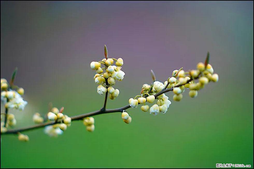 【春天,广西桂林灌阳县向您发出邀请!】米珠山前有片山苍子花在飘香 - 游山玩水 - 沧州生活社区 - 沧州28生活网 cangzhou.28life.com