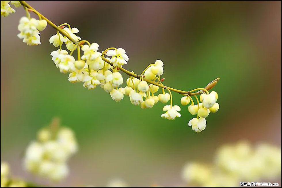 【春天,广西桂林灌阳县向您发出邀请!】米珠山前有片山苍子花在飘香 - 游山玩水 - 沧州生活社区 - 沧州28生活网 cangzhou.28life.com
