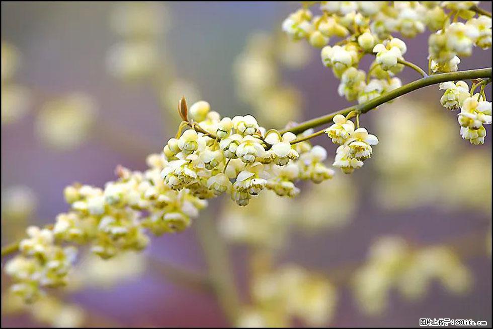 【春天,广西桂林灌阳县向您发出邀请!】米珠山前有片山苍子花在飘香 - 游山玩水 - 沧州生活社区 - 沧州28生活网 cangzhou.28life.com