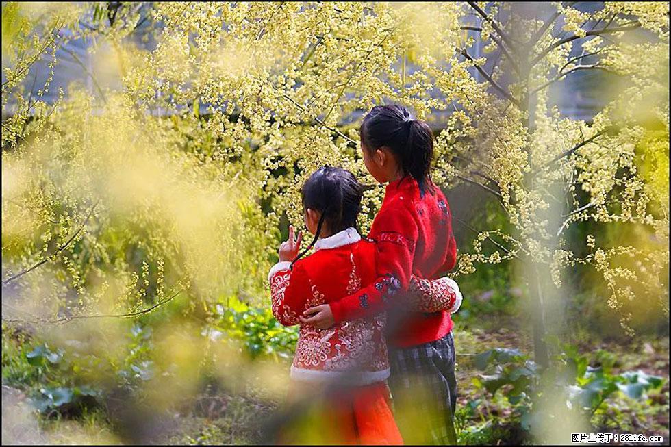 【春天,广西桂林灌阳县向您发出邀请!】米珠山前有片山苍子花在飘香 - 游山玩水 - 沧州生活社区 - 沧州28生活网 cangzhou.28life.com