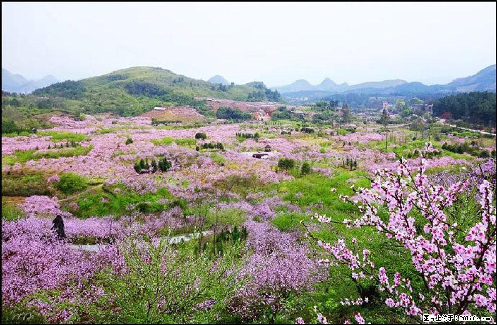 【春天，广西桂林灌阳县向您发出邀请！】官庄村有个醉美的桃花园 - 游山玩水 - 沧州生活社区 - 沧州28生活网 cangzhou.28life.com