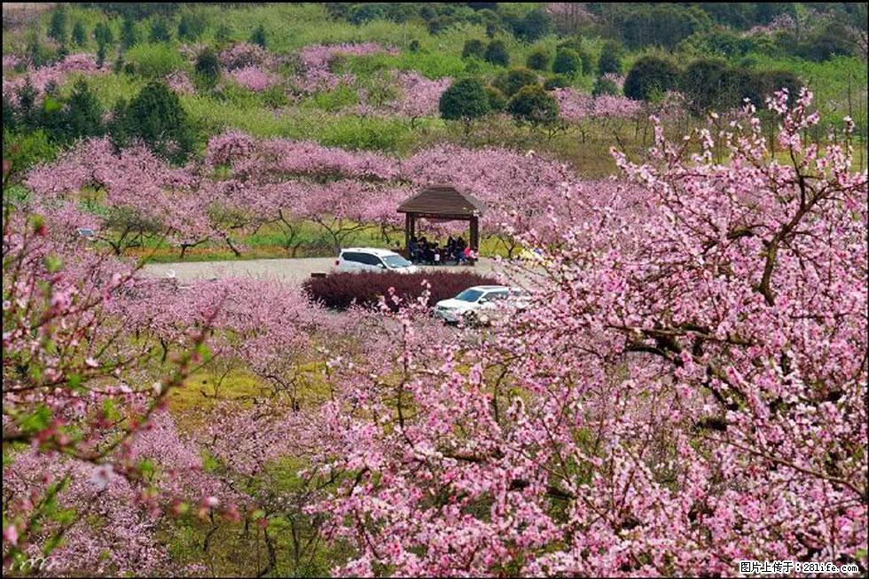 【春天，广西桂林灌阳县向您发出邀请！】官庄村有个醉美的桃花园 - 游山玩水 - 沧州生活社区 - 沧州28生活网 cangzhou.28life.com