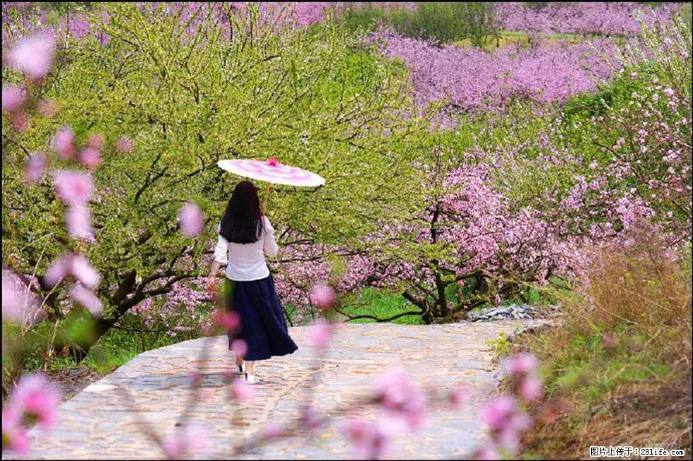 【春天，广西桂林灌阳县向您发出邀请！】官庄村有个醉美的桃花园 - 游山玩水 - 沧州生活社区 - 沧州28生活网 cangzhou.28life.com