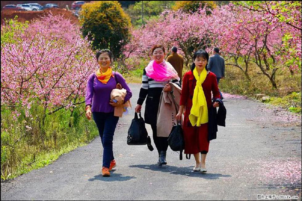 【春天，广西桂林灌阳县向您发出邀请！】官庄村有个醉美的桃花园 - 游山玩水 - 沧州生活社区 - 沧州28生活网 cangzhou.28life.com