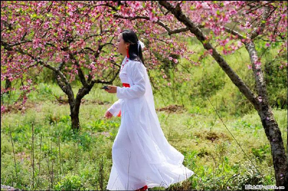 【春天，广西桂林灌阳县向您发出邀请！】官庄村有个醉美的桃花园 - 游山玩水 - 沧州生活社区 - 沧州28生活网 cangzhou.28life.com