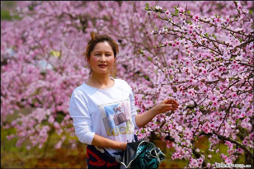 【春天，广西桂林灌阳县向您发出邀请！】官庄村有个醉美的桃花园 - 游山玩水 - 沧州生活社区 - 沧州28生活网 cangzhou.28life.com