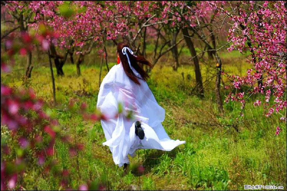 【春天，广西桂林灌阳县向您发出邀请！】官庄村有个醉美的桃花园 - 游山玩水 - 沧州生活社区 - 沧州28生活网 cangzhou.28life.com