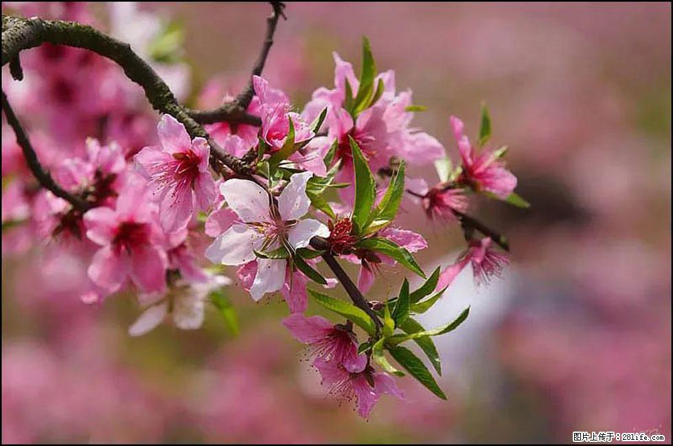 【春天，广西桂林灌阳县向您发出邀请！】官庄村有个醉美的桃花园 - 游山玩水 - 沧州生活社区 - 沧州28生活网 cangzhou.28life.com