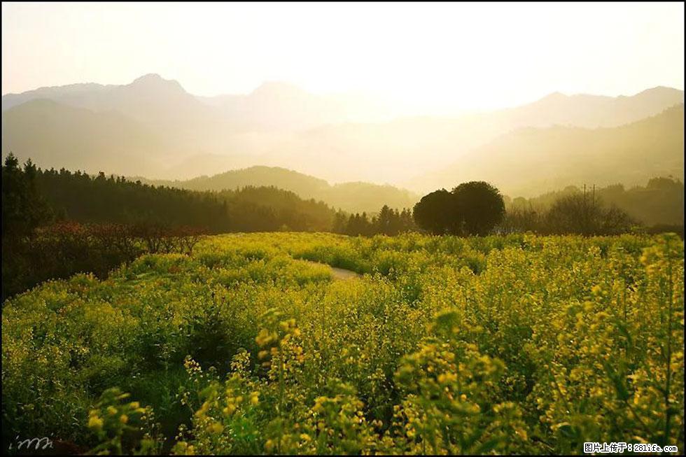 【春天，广西桂林灌阳县向您发出邀请！】长坪村油菜盛情花开 - 游山玩水 - 沧州生活社区 - 沧州28生活网 cangzhou.28life.com