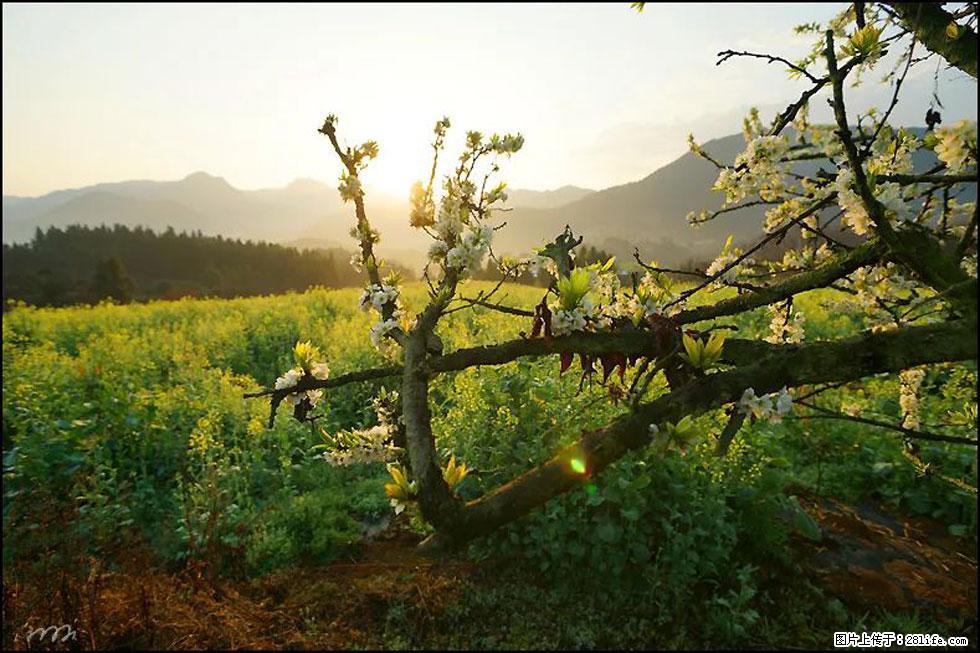 【春天，广西桂林灌阳县向您发出邀请！】长坪村油菜盛情花开 - 游山玩水 - 沧州生活社区 - 沧州28生活网 cangzhou.28life.com