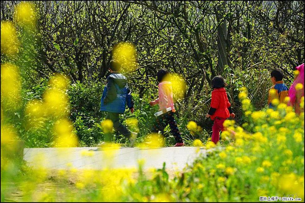 【春天，广西桂林灌阳县向您发出邀请！】长坪村油菜盛情花开 - 游山玩水 - 沧州生活社区 - 沧州28生活网 cangzhou.28life.com