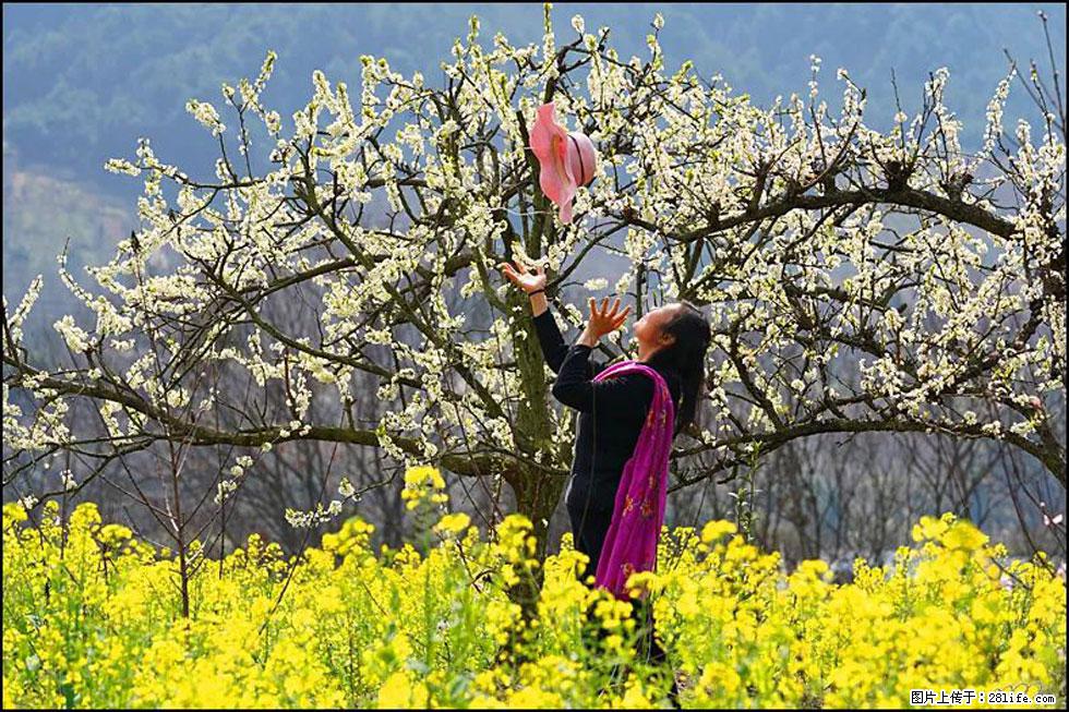 【春天，广西桂林灌阳县向您发出邀请！】长坪村油菜盛情花开 - 游山玩水 - 沧州生活社区 - 沧州28生活网 cangzhou.28life.com