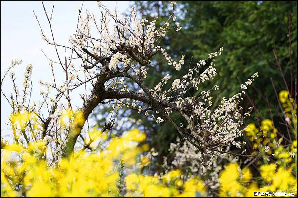 【春天，广西桂林灌阳县向您发出邀请！】长坪村油菜盛情花开 - 游山玩水 - 沧州生活社区 - 沧州28生活网 cangzhou.28life.com