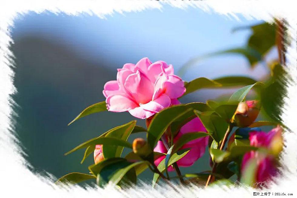 【春天,广西桂林灌阳县向您发出邀请!】杨柳井茶花惹人爱 - 游山玩水 - 沧州生活社区 - 沧州28生活网 cangzhou.28life.com