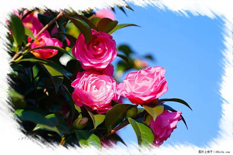 【春天,广西桂林灌阳县向您发出邀请!】杨柳井茶花惹人爱 - 游山玩水 - 沧州生活社区 - 沧州28生活网 cangzhou.28life.com