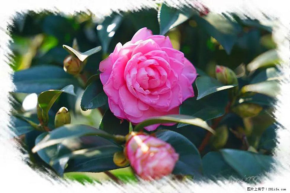 【春天,广西桂林灌阳县向您发出邀请!】杨柳井茶花惹人爱 - 游山玩水 - 沧州生活社区 - 沧州28生活网 cangzhou.28life.com