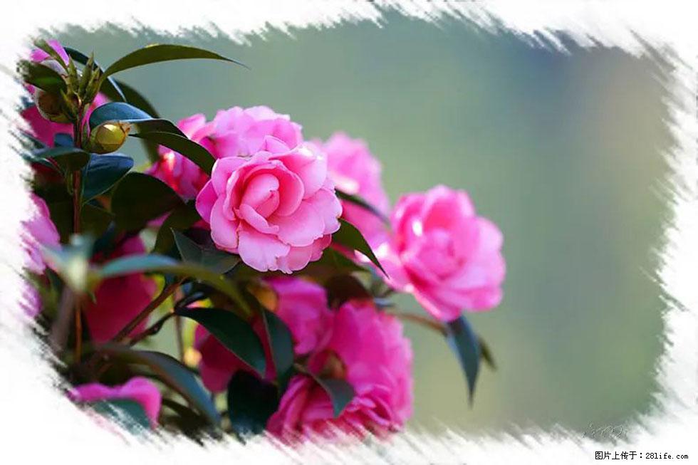 【春天,广西桂林灌阳县向您发出邀请!】杨柳井茶花惹人爱 - 游山玩水 - 沧州生活社区 - 沧州28生活网 cangzhou.28life.com