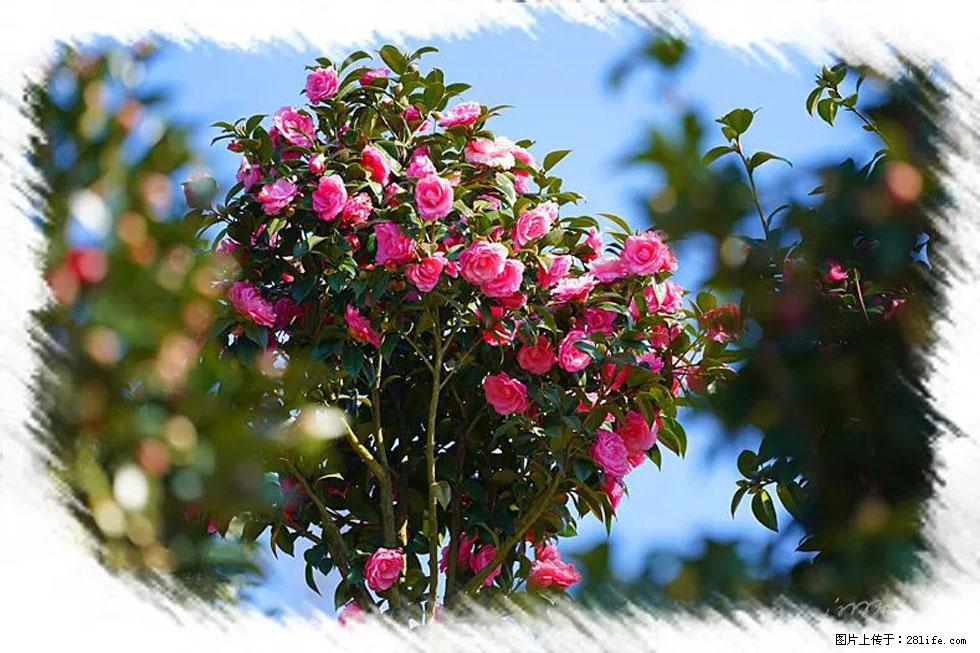 【春天,广西桂林灌阳县向您发出邀请!】杨柳井茶花惹人爱 - 游山玩水 - 沧州生活社区 - 沧州28生活网 cangzhou.28life.com