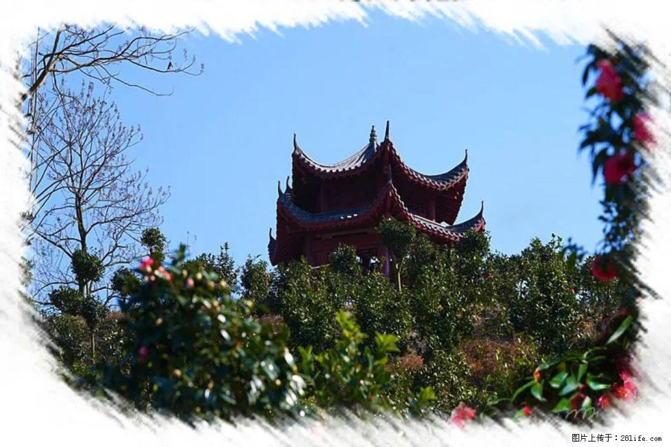 【春天,广西桂林灌阳县向您发出邀请!】杨柳井茶花惹人爱 - 游山玩水 - 沧州生活社区 - 沧州28生活网 cangzhou.28life.com