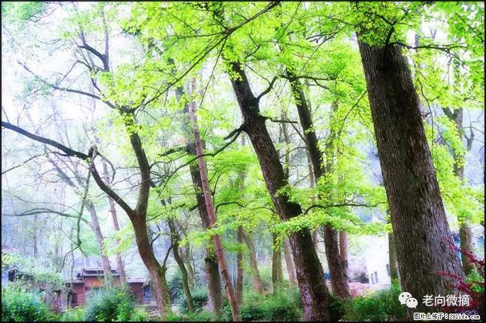 【春天，广西桂林灌阳县向您发出邀请！】在小龙村与春天约会 - 游山玩水 - 沧州生活社区 - 沧州28生活网 cangzhou.28life.com