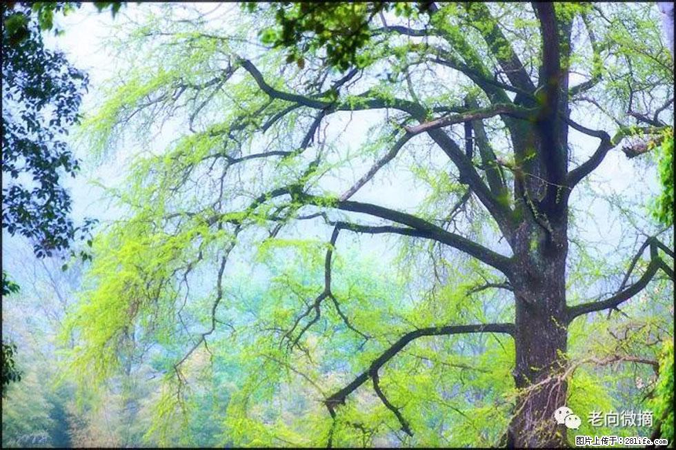 【春天，广西桂林灌阳县向您发出邀请！】在小龙村与春天约会 - 游山玩水 - 沧州生活社区 - 沧州28生活网 cangzhou.28life.com