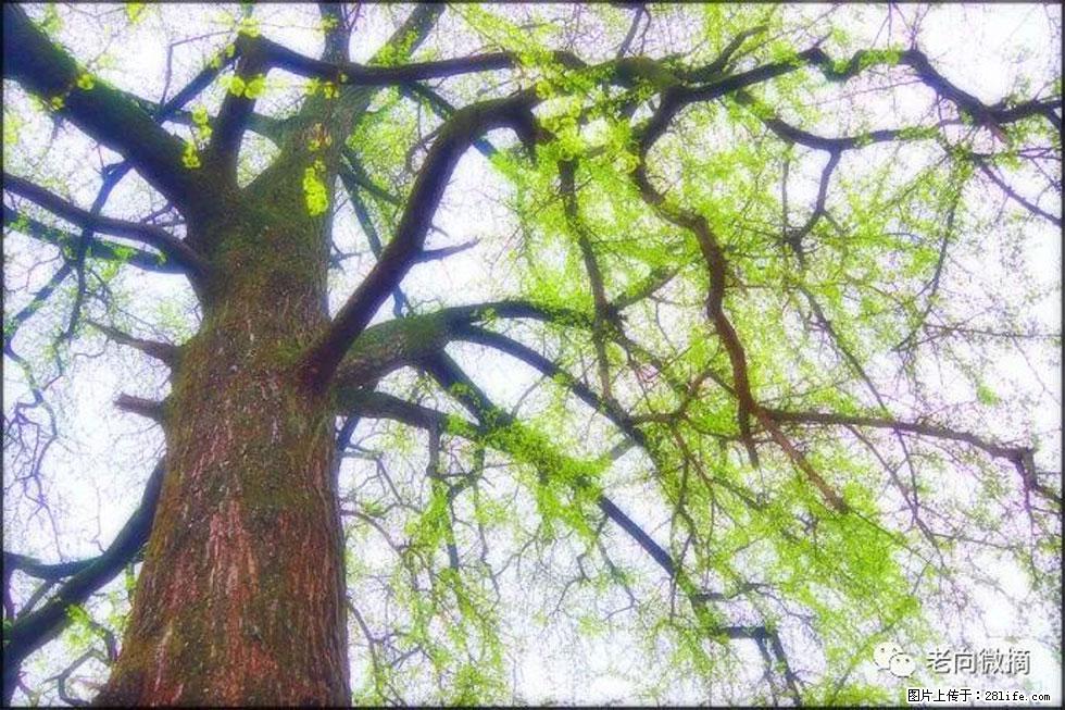 【春天，广西桂林灌阳县向您发出邀请！】在小龙村与春天约会 - 游山玩水 - 沧州生活社区 - 沧州28生活网 cangzhou.28life.com