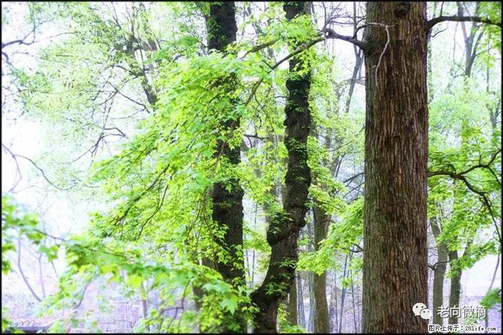 【春天，广西桂林灌阳县向您发出邀请！】在小龙村与春天约会 - 游山玩水 - 沧州生活社区 - 沧州28生活网 cangzhou.28life.com