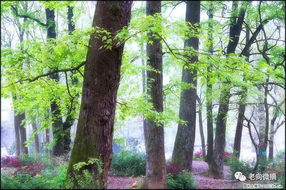 【春天，广西桂林灌阳县向您发出邀请！】在小龙村与春天约会 - 游山玩水 - 沧州生活社区 - 沧州28生活网 cangzhou.28life.com