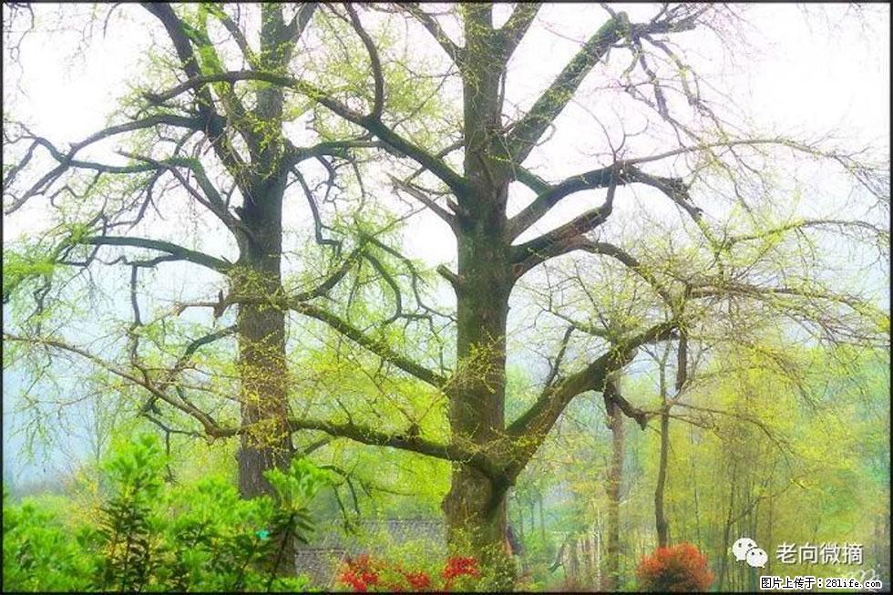 【春天，广西桂林灌阳县向您发出邀请！】在小龙村与春天约会 - 游山玩水 - 沧州生活社区 - 沧州28生活网 cangzhou.28life.com