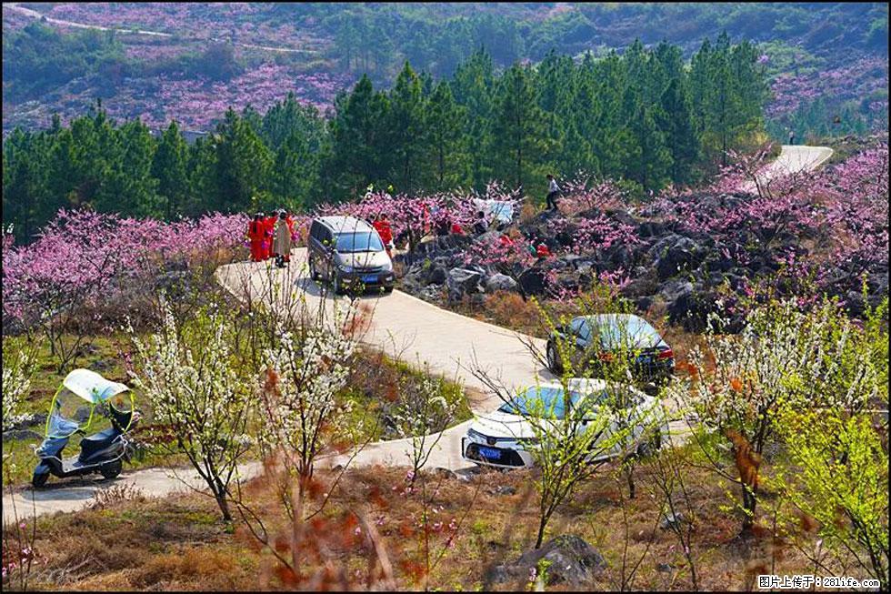 【春天，广西桂林灌阳县向您发出邀请！】望月岭上桃花开 - 游山玩水 - 沧州生活社区 - 沧州28生活网 cangzhou.28life.com