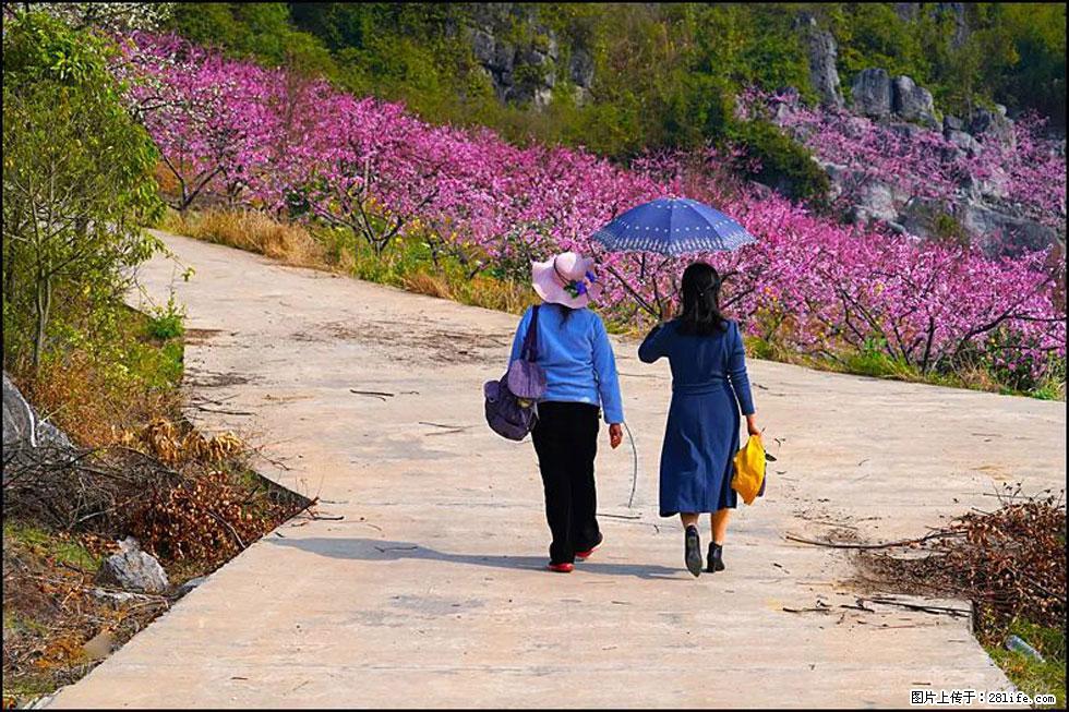 【春天，广西桂林灌阳县向您发出邀请！】望月岭上桃花开 - 游山玩水 - 沧州生活社区 - 沧州28生活网 cangzhou.28life.com