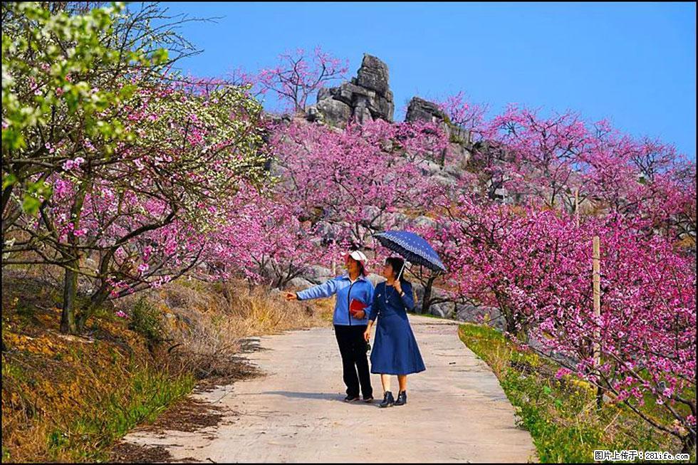 【春天，广西桂林灌阳县向您发出邀请！】望月岭上桃花开 - 游山玩水 - 沧州生活社区 - 沧州28生活网 cangzhou.28life.com