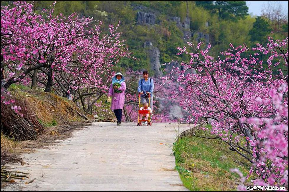 【春天，广西桂林灌阳县向您发出邀请！】望月岭上桃花开 - 游山玩水 - 沧州生活社区 - 沧州28生活网 cangzhou.28life.com