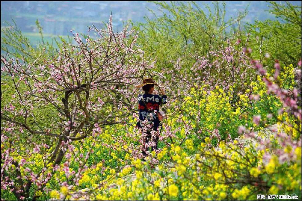 【春天，广西桂林灌阳县向您发出邀请！】望月岭上桃花开 - 游山玩水 - 沧州生活社区 - 沧州28生活网 cangzhou.28life.com