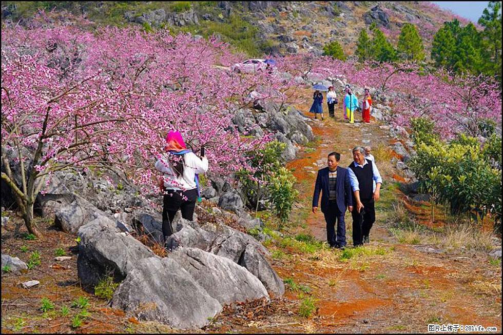 【春天，广西桂林灌阳县向您发出邀请！】望月岭上桃花开 - 游山玩水 - 沧州生活社区 - 沧州28生活网 cangzhou.28life.com