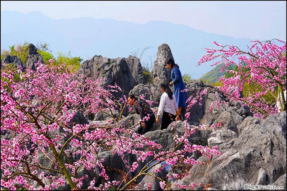 【春天，广西桂林灌阳县向您发出邀请！】望月岭上桃花开 - 游山玩水 - 沧州生活社区 - 沧州28生活网 cangzhou.28life.com