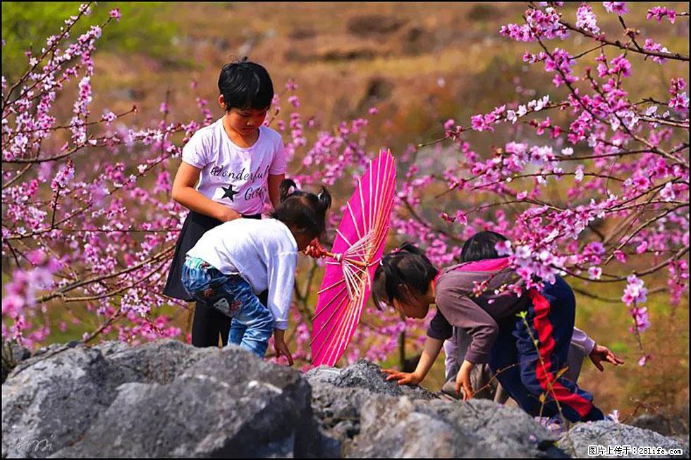 【春天，广西桂林灌阳县向您发出邀请！】望月岭上桃花开 - 游山玩水 - 沧州生活社区 - 沧州28生活网 cangzhou.28life.com