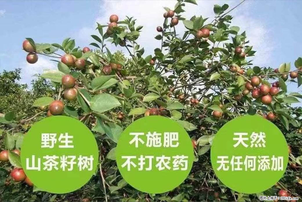 【灌阳县油茶产业示范区】一个有着充实的精神生活的人，对待身外之物自会有一种淡泊的态度 - 土特产 - 饮食特产 - 沧州分类信息 - 沧州28生活网 cangzhou.28life.com