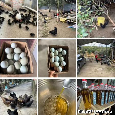 油茶园从小鸡仔开始养起的纯土鸡、土鸡蛋可以预定啦!还有前几天刚榨的纯山茶油哦 - 美食天地 - 沧州生活社区 - 沧州28生活网 cangzhou.28life.com