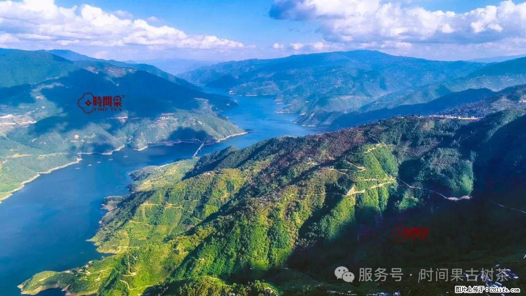 时间果百年古树龙珠普洱生茶 - 购物交流 - 沧州生活社区 - 沧州28生活网 cangzhou.28life.com